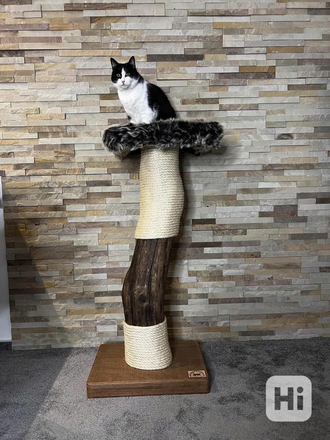 Kočičí strom  - foto 1