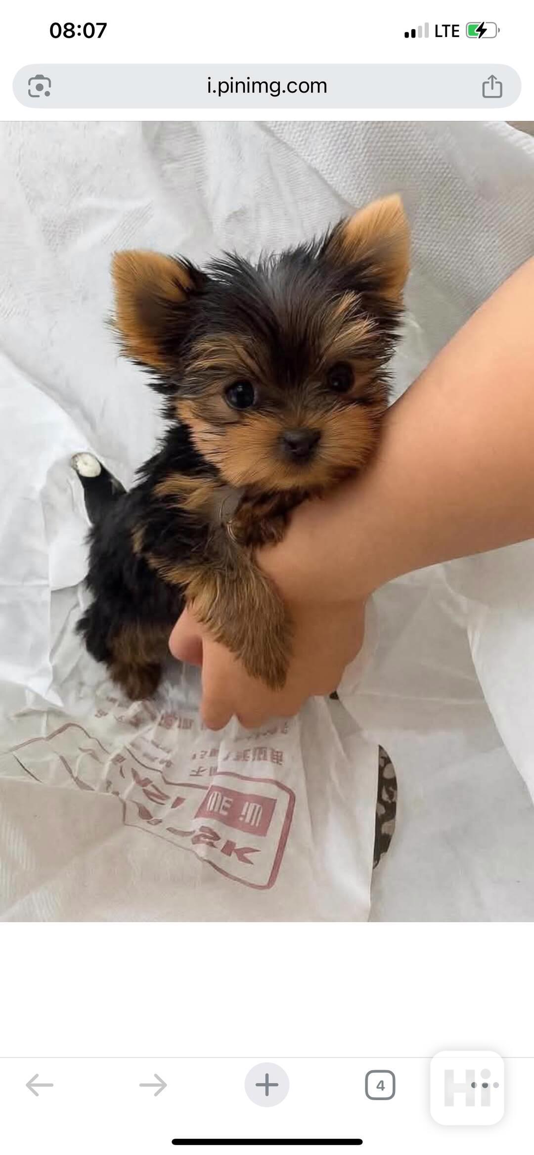 Štěňata Yorkshire teriéra - foto 1