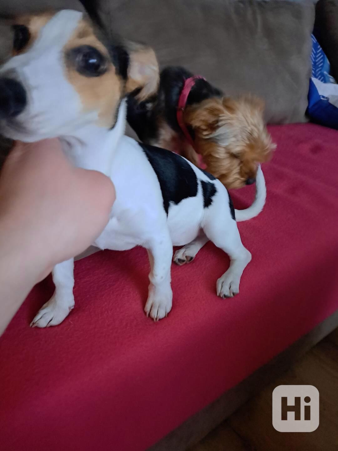 Fenka JRT  - foto 1