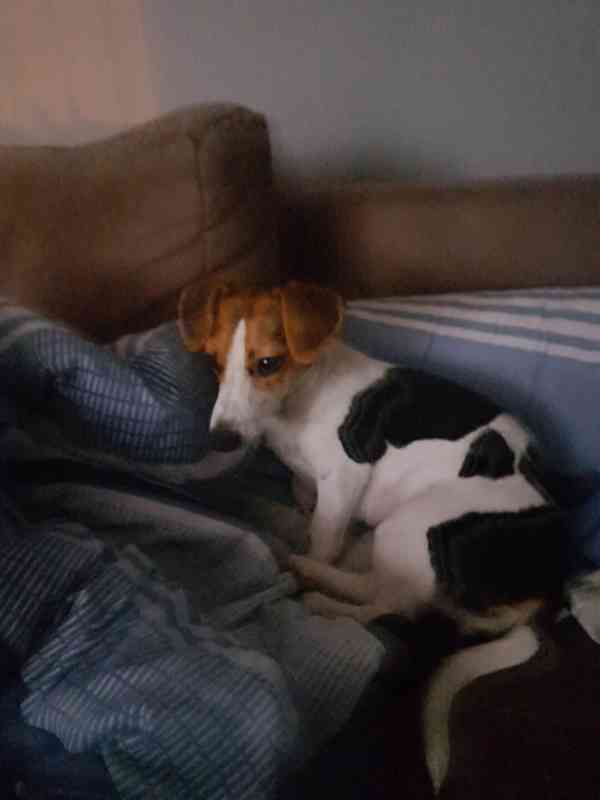 Fenka JRT  - foto 2