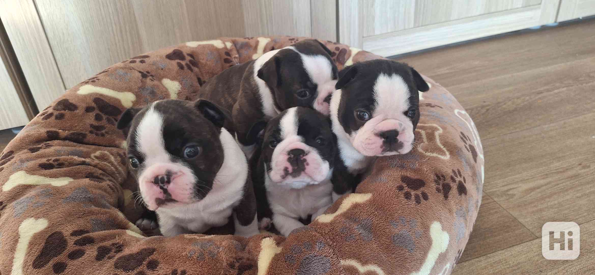 Bostonský teriér - štěňata - foto 1