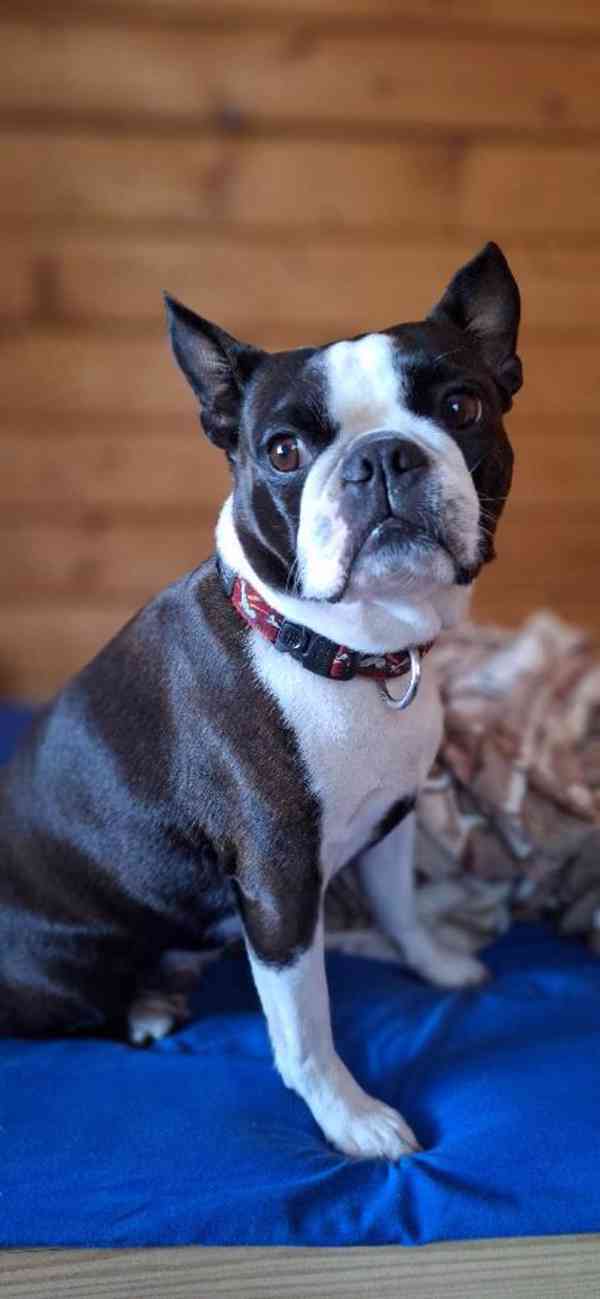 Bostonský teriér - štěňata - foto 7