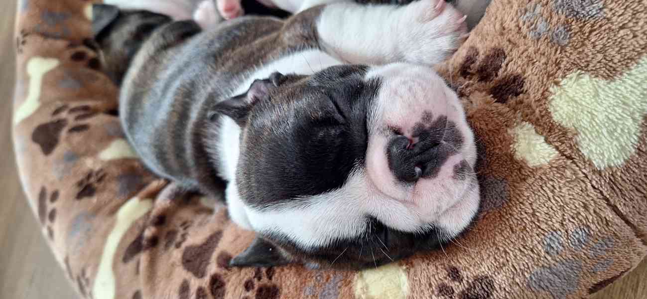 Bostonský teriér - štěňata - foto 8