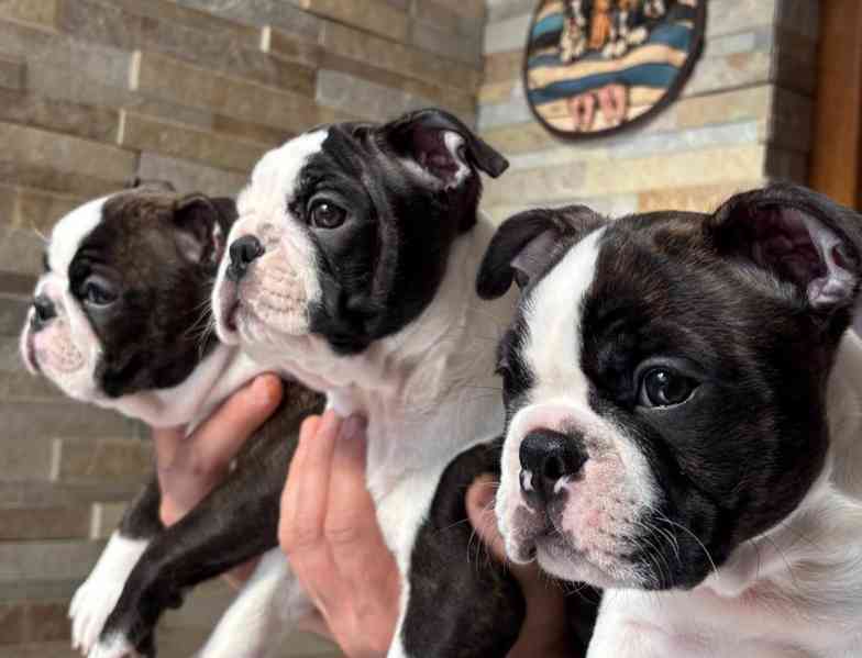 Bostonský teriér - štěňata - foto 1