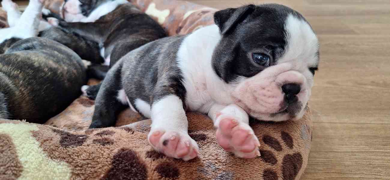 Bostonský teriér - štěňata - foto 3