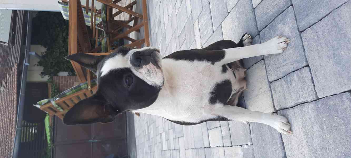 Bostonský teriér - štěňata - foto 5