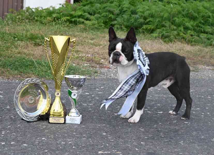 Bostonský teriér - štěňata - foto 2