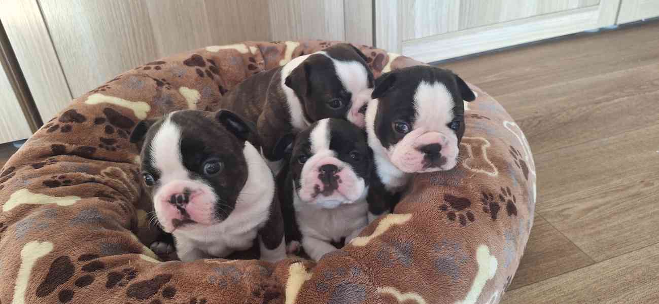 Bostonský teriér - štěňata - foto 1