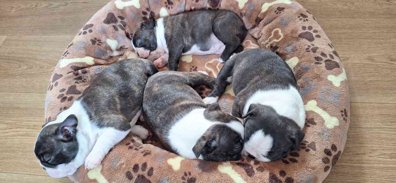 Bostonský teriér - štěňata - foto 11