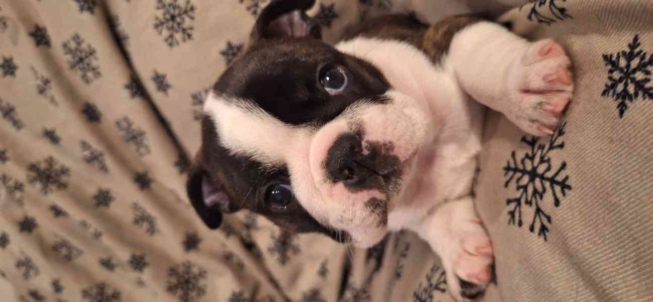 Bostonský teriér - štěňata - foto 4