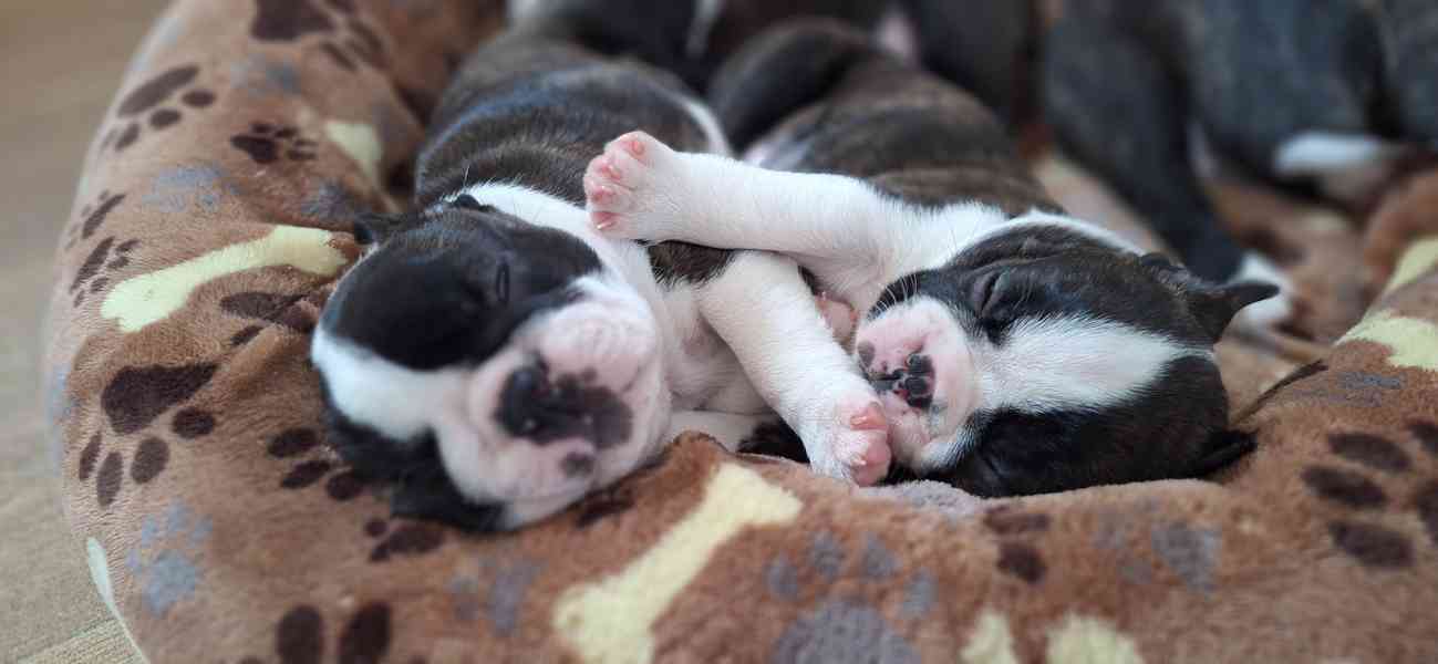 Bostonský teriér - štěňata - foto 10