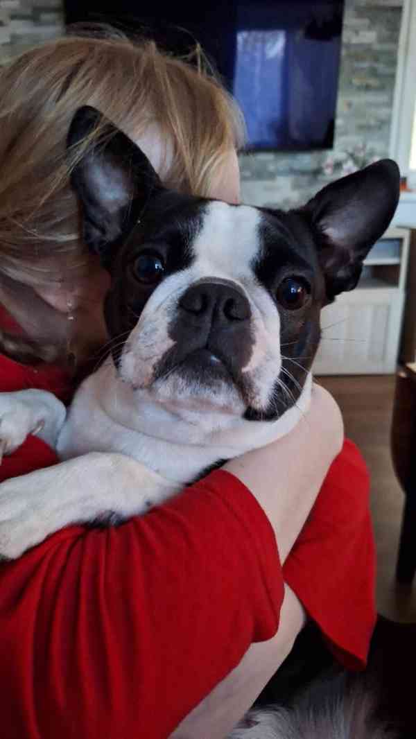 Bostonský teriér - štěňata - foto 6