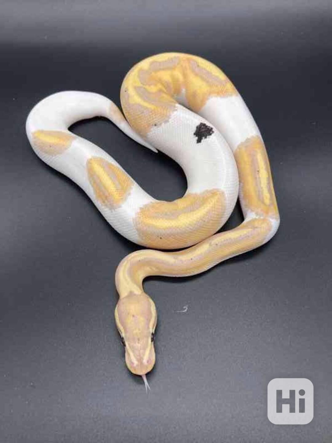 Ball Python - foto 1