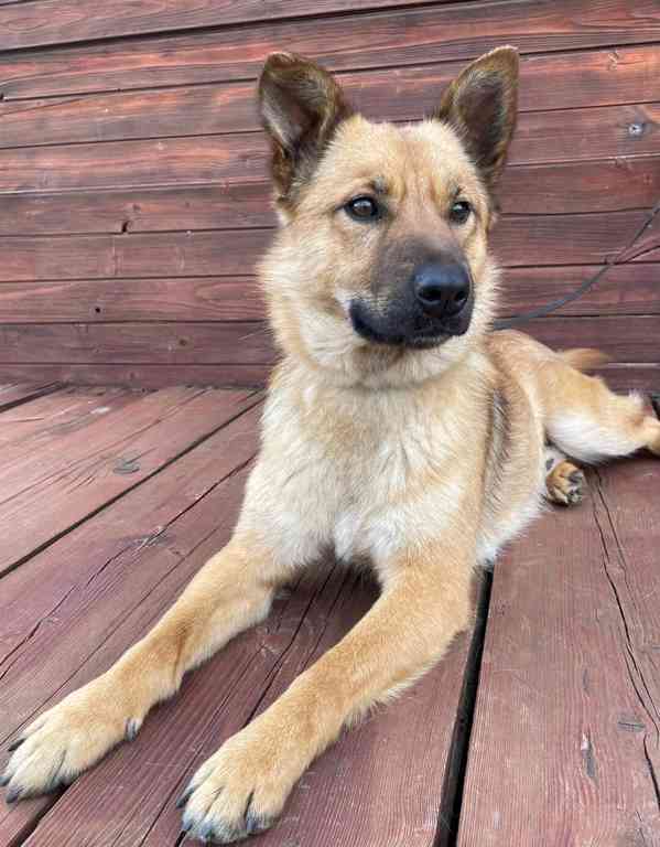 JIMMY - 20 kg, kastrovaný psík 2 roky  - foto 8