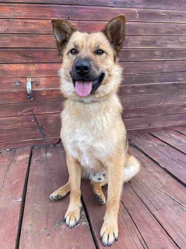 JIMMY - 20 kg, kastrovaný psík 2 roky  - foto 4