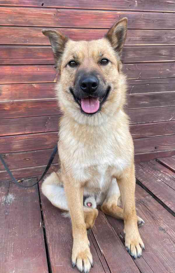 JIMMY - 20 kg, kastrovaný psík 2 roky  - foto 3