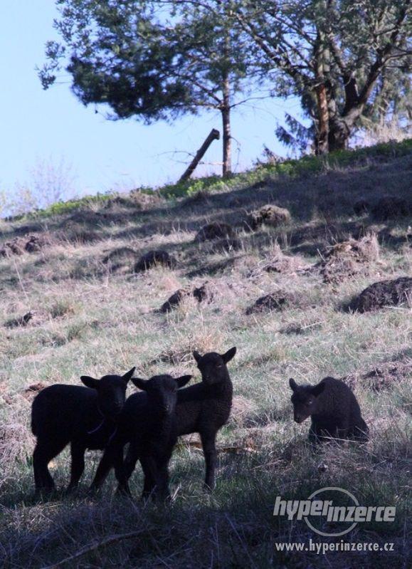 Shetlandská ovce jehňata - foto 1