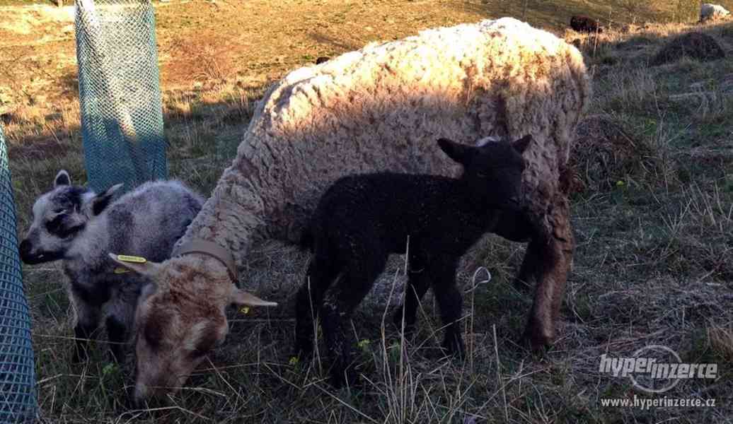 Shetlandská ovce jehňata - foto 2
