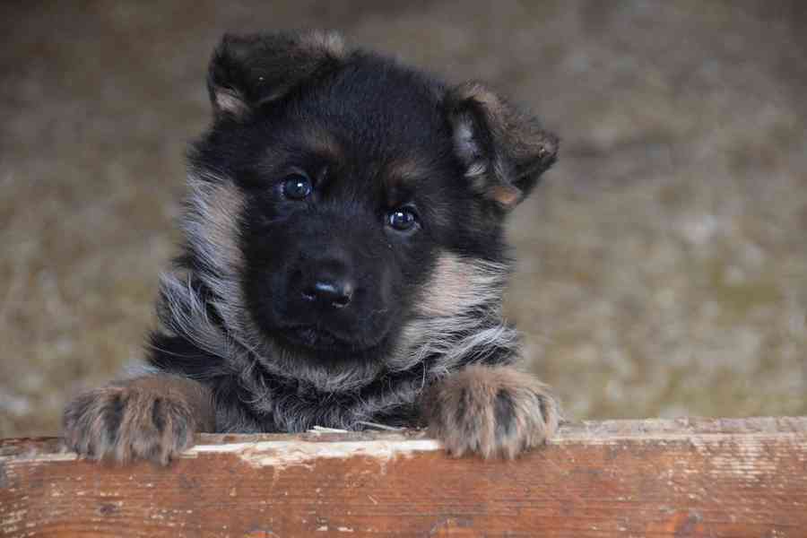 Německý ovčák štěnata - foto 1