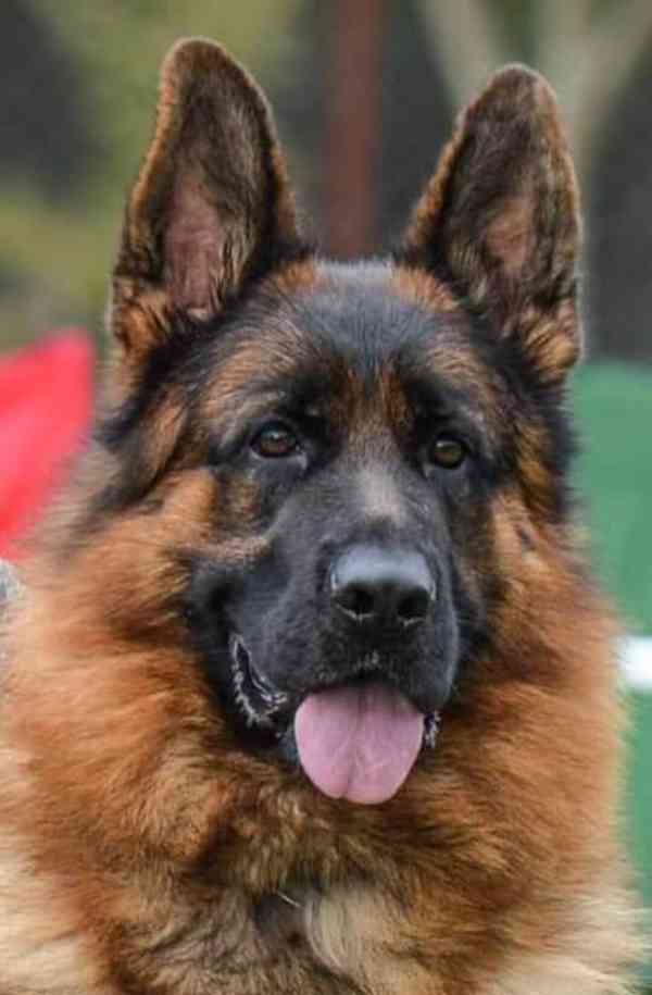 Německý ovčák štěnata - foto 3