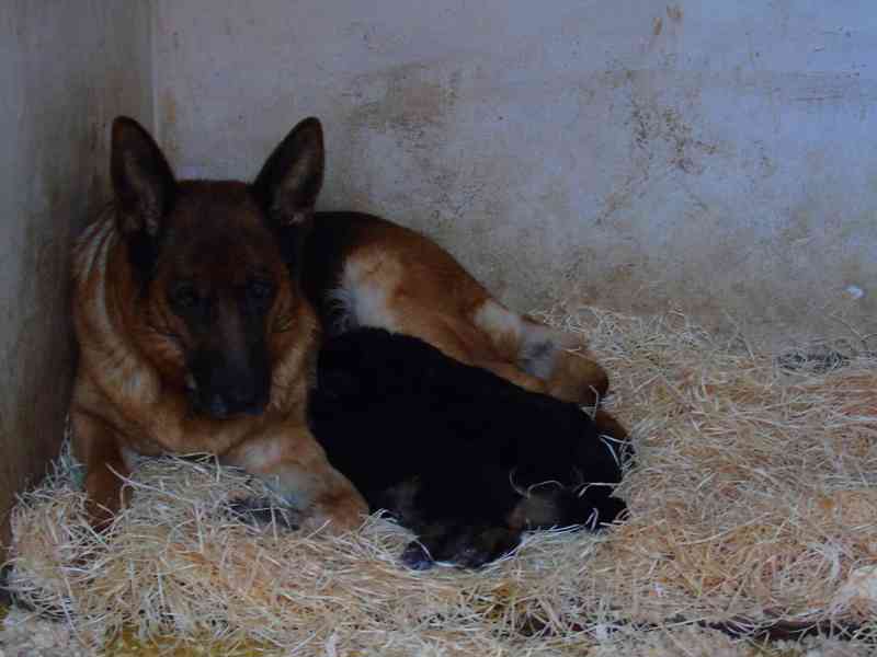 Německý ovčák štěnata - foto 2