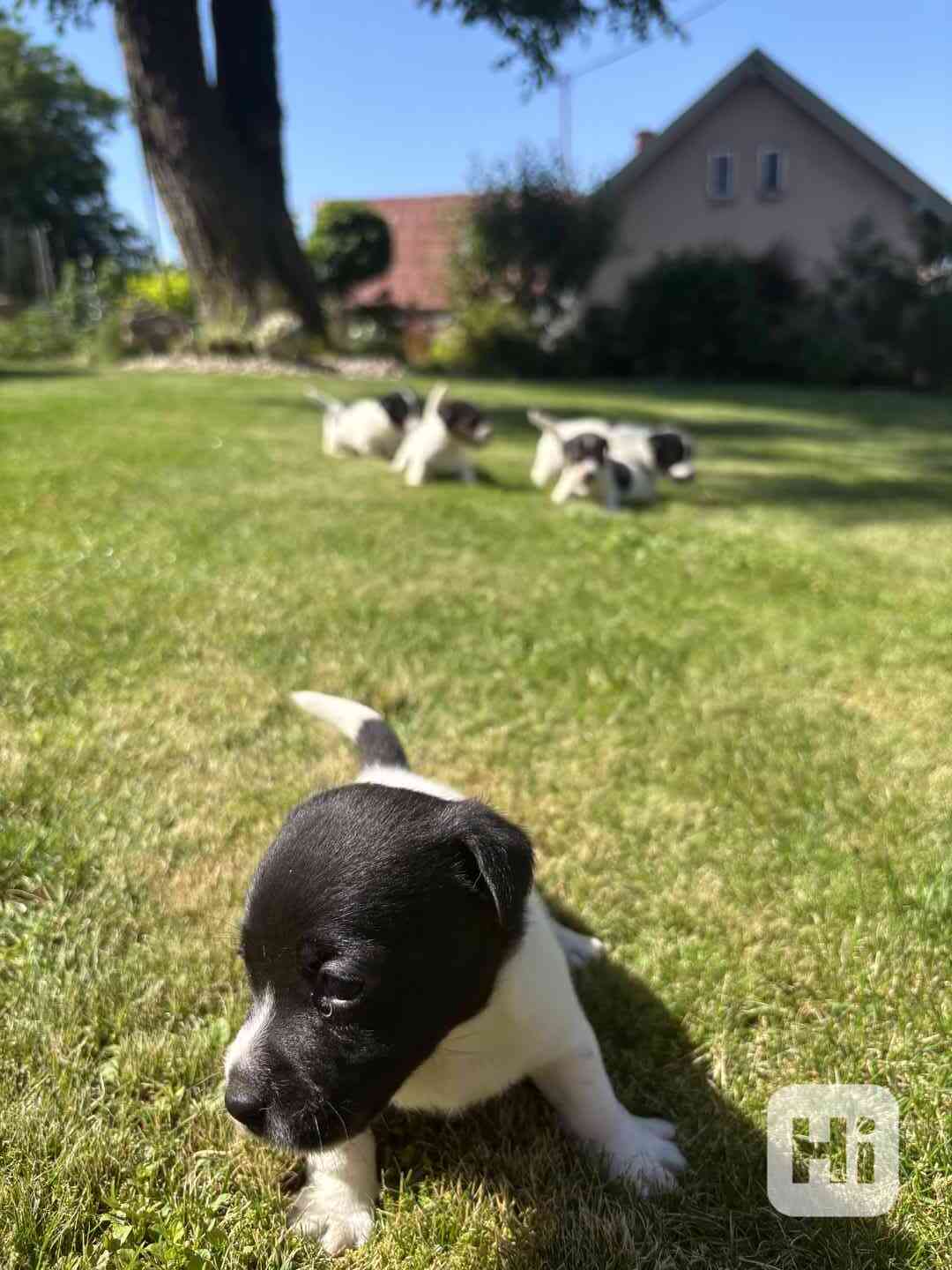 Jack Russel - foto 1