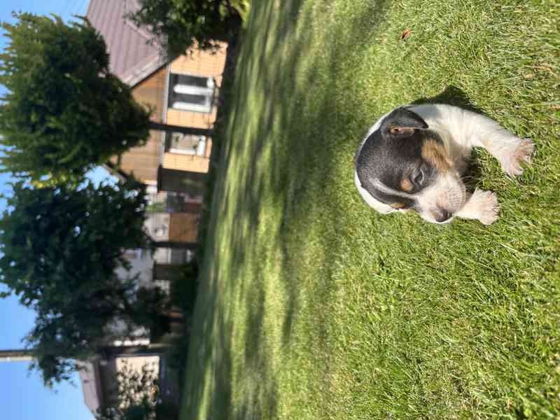 Jack Russel - foto 4