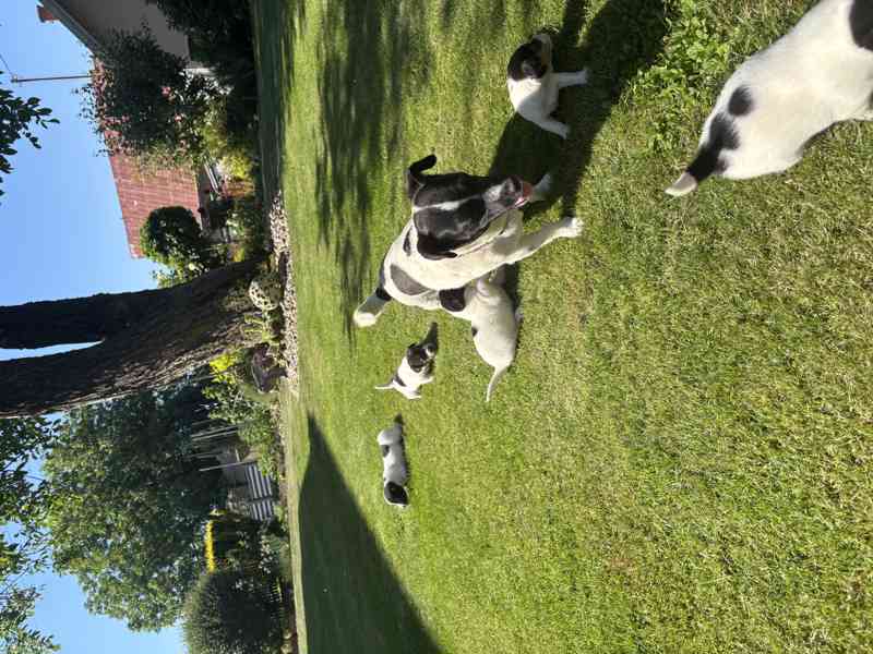 Jack Russel - foto 6