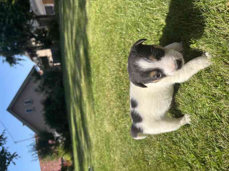 Jack Russel - foto 2