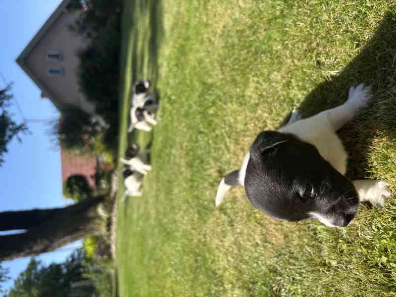 Jack Russel - foto 1