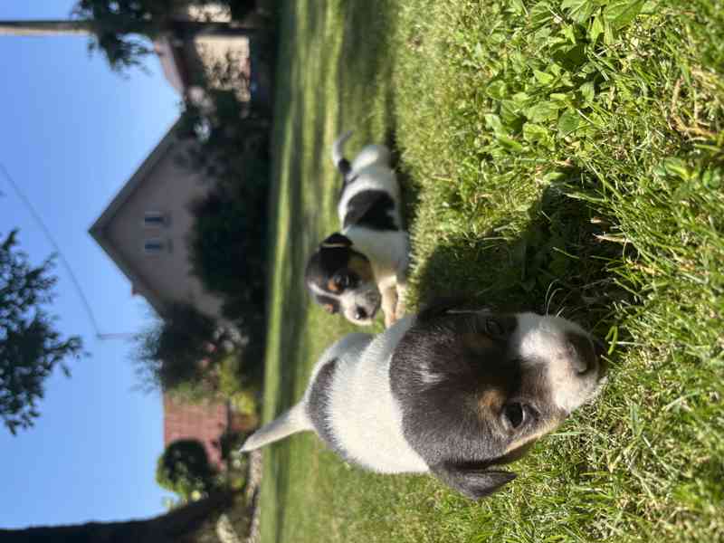 Jack Russel - foto 5