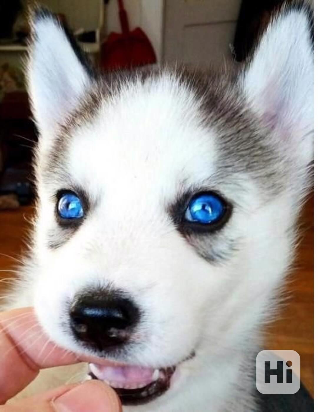 štěňátka sibiřského huskyho k adopci - foto 1