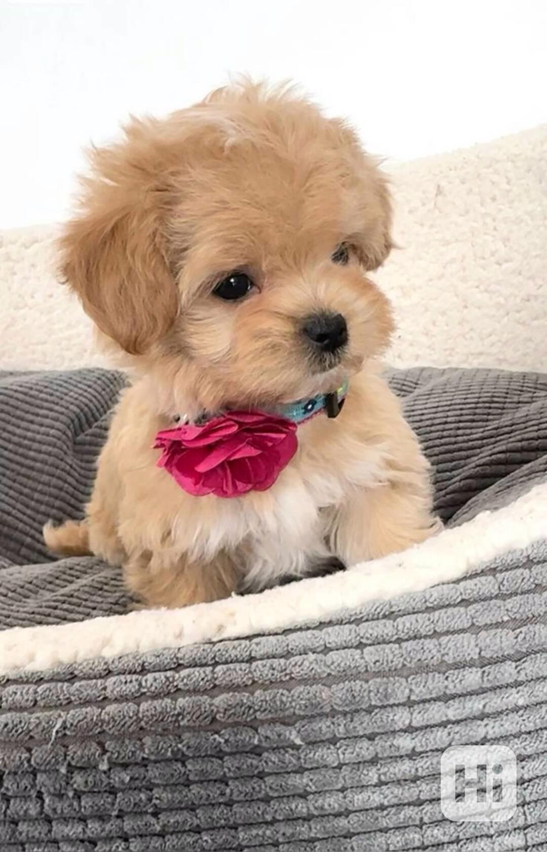 Nabízíme krásná štěňata Maltipoo F1 - foto 1