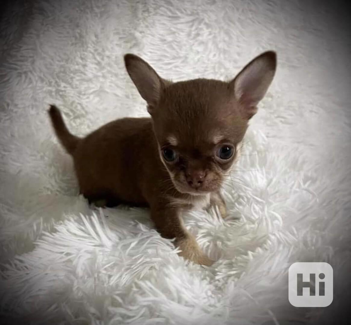 Cachorros de chihuahua en venta - foto 1