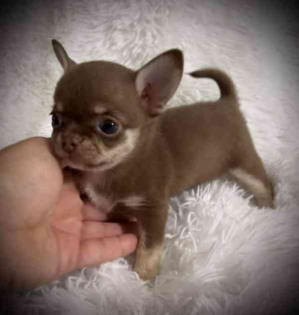 Cachorros de chihuahua en venta - foto 2