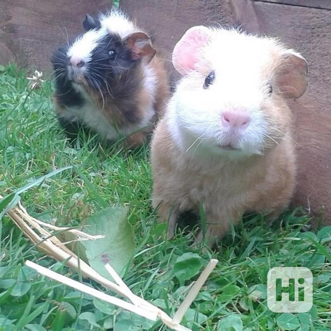 Krásná morčata k prodeji  - foto 1