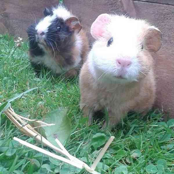 Krásná morčata k prodeji 