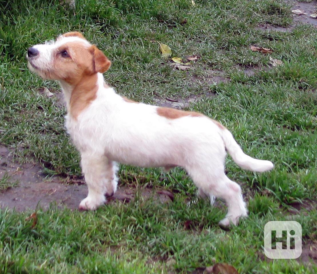 Výhodné: Jack Russell teriér – 5měsíční pejsek s PP k odběru - foto 1