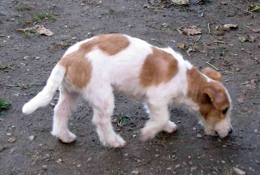 Výhodné: Jack Russell teriér – 5měsíční pejsek s PP k odběru - foto 5