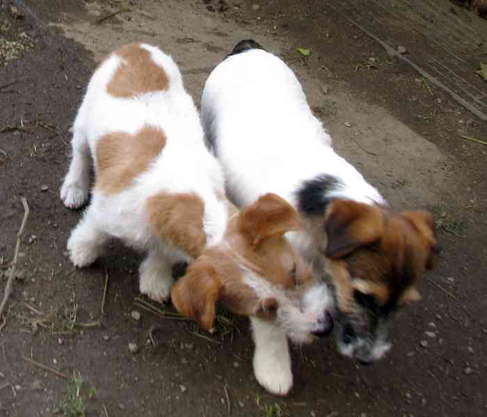 Výhodné: Jack Russell teriér – 5měsíční pejsek s PP k odběru - foto 4