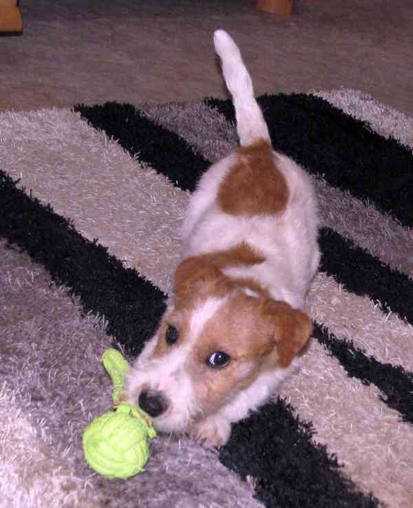 Výhodné: Jack Russell teriér – 5měsíční pejsek s PP k odběru - foto 7