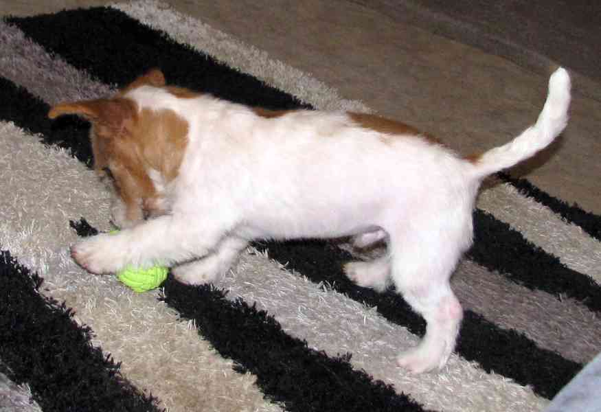 Výhodné: Jack Russell teriér – 5měsíční pejsek s PP k odběru - foto 8