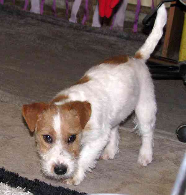 Výhodné: Jack Russell teriér – 5měsíční pejsek s PP k odběru - foto 11
