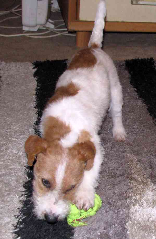 Výhodné: Jack Russell teriér – 5měsíční pejsek s PP k odběru - foto 10