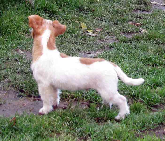 Výhodné: Jack Russell teriér – 5měsíční pejsek s PP k odběru - foto 2