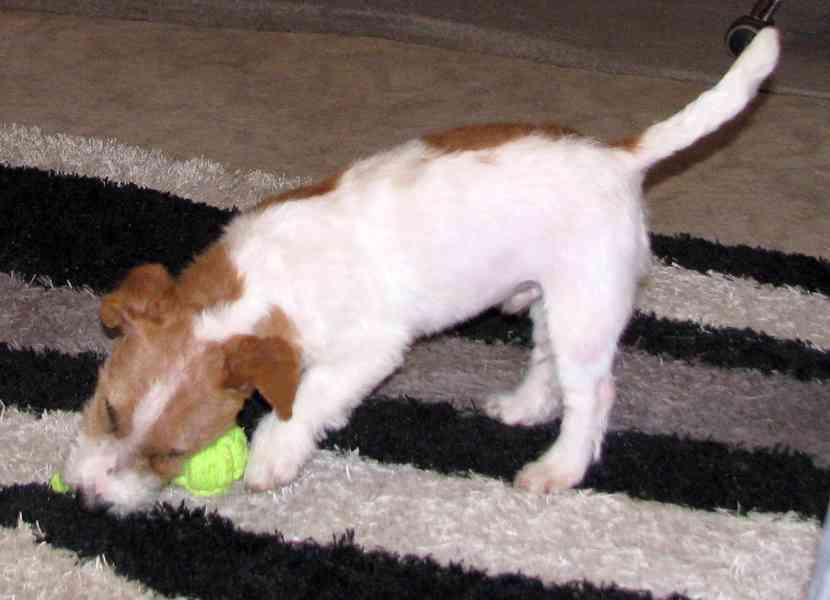 Výhodné: Jack Russell teriér – 5měsíční pejsek s PP k odběru - foto 9