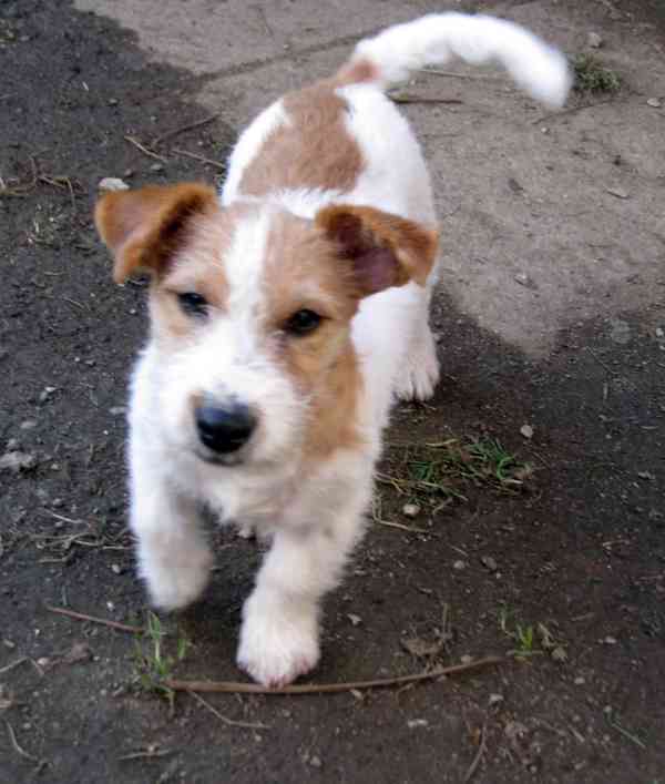 Výhodné: Jack Russell teriér – 5měsíční pejsek s PP k odběru - foto 6