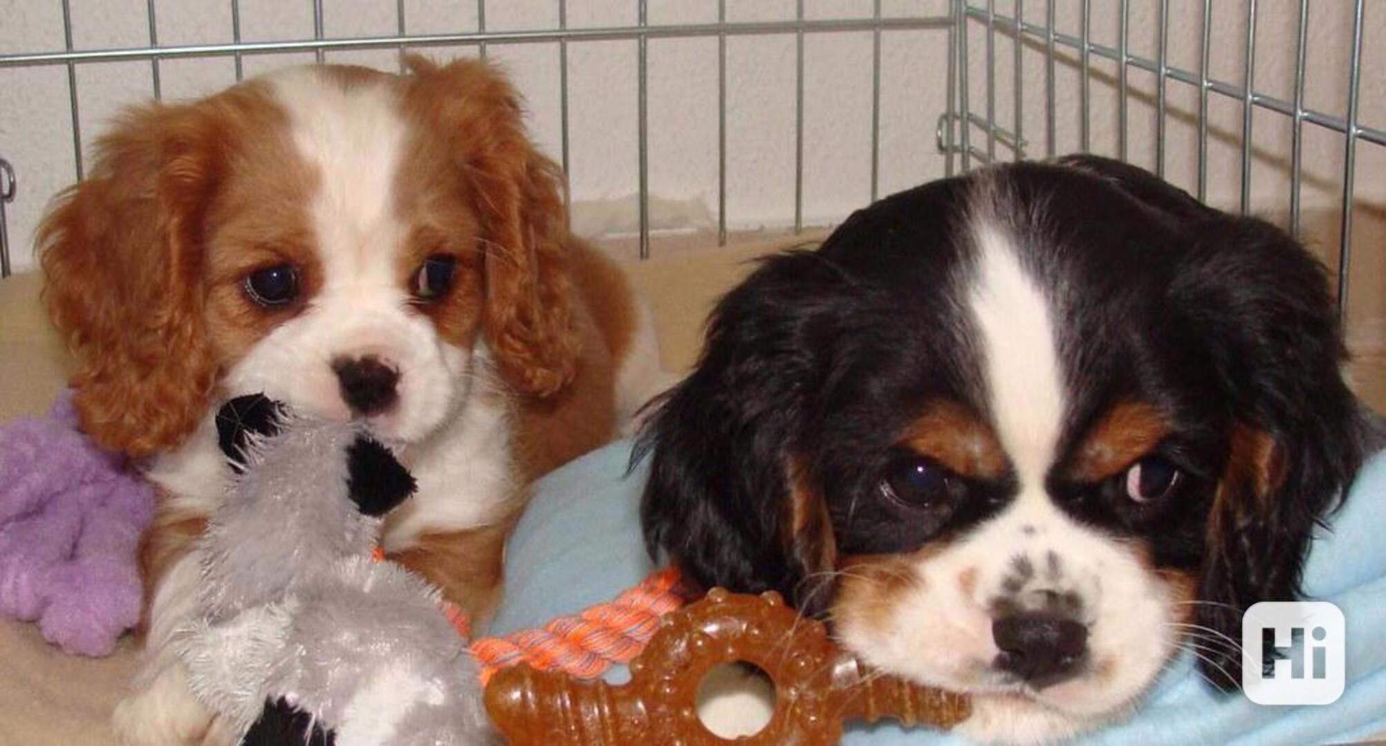 Štěňata Kavalír King Charles španěla - foto 1