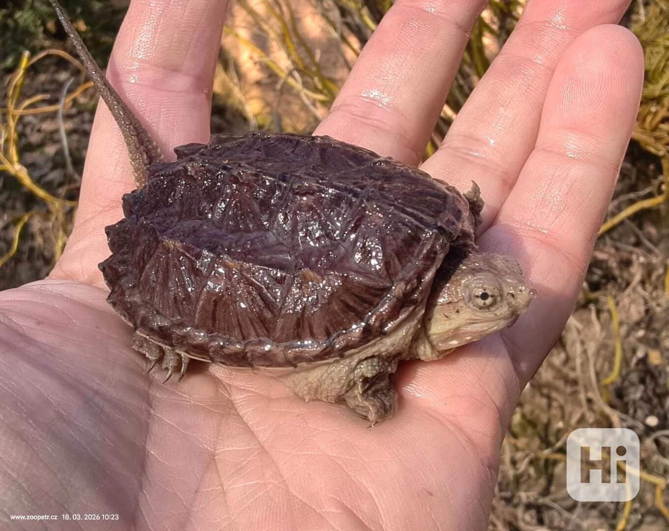 Kajmanka dravá, mláďata - foto 1