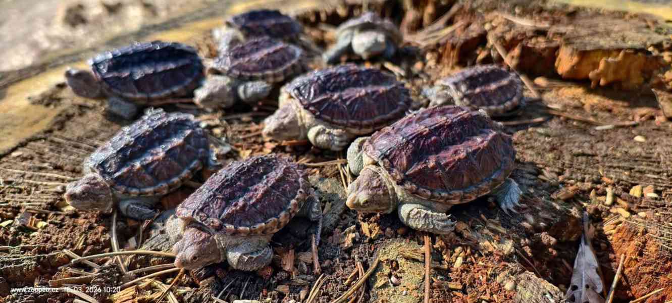 Kajmanka dravá, mláďata - foto 2